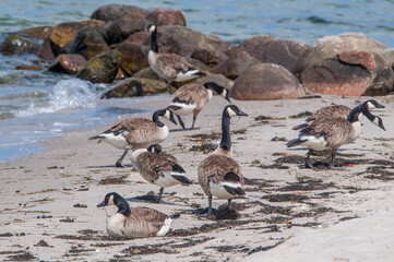 Molting Canada Geese (Branta canadensis) on the shore of the Baltic Sea, Laboe, Schleswig-Holstein, Germany
