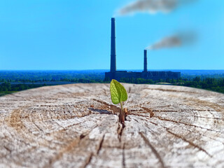 Leaf growing in place of sawn tree. Ecological problem. Environmental pollution