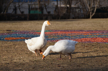 white goose on the grass