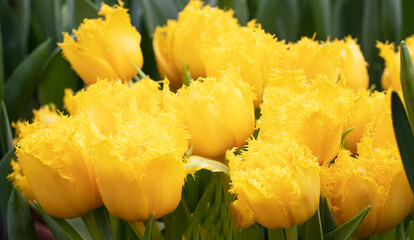 Yellow tulips flowers in the garden