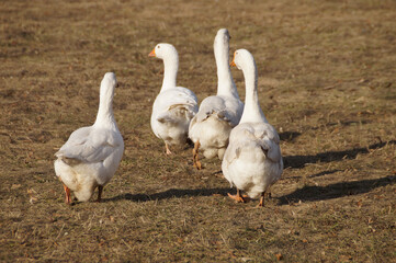 flock of geese