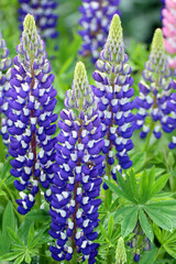 Lupine blooms in the spring garden