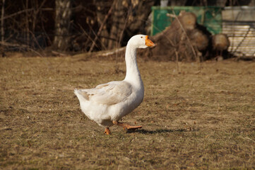 Obraz premium white goose on the grass