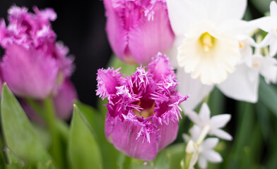 Obraz na płótnie Canvas pink flowers tulips close up