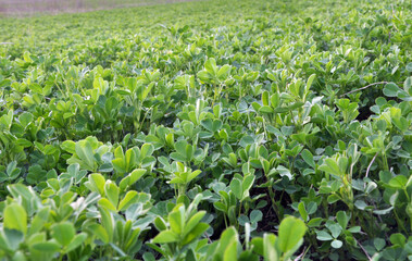 In the spring field young alfalfa grows