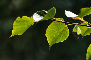 Green tree leaf isolated from the background