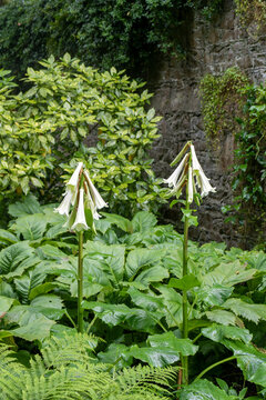 Blooming Cardiocrinum. Giant lily in the garden.
