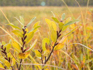 Myrica gale plant growing in early autumn