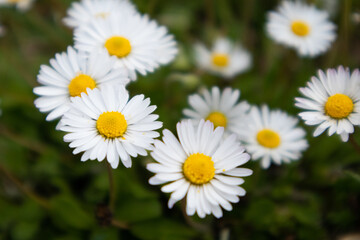 Fototapeta na wymiar White daisy flower in green background, Italy 