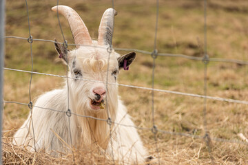 Obraz premium Hairy goat chewing grass behind a fence..