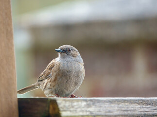 a dunnet dines out on a wooden bird table