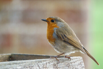 close up of a robin red breast on a wooden bird feeder table