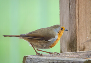 close up of a robin red breast on a wooden bird feeder table