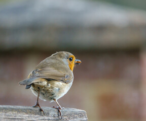 close up of a robin red breast on a wooden bird feeder table