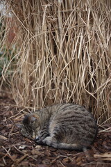 Beautiful striped cat in the garden on green grass