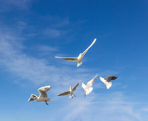 Sea gulls flying in the sky, selective-focus. Horizontal orientation.