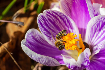Honey bee pollinating purple crocus flower. Primroses in the garden. Natural  beautiful spring background.
