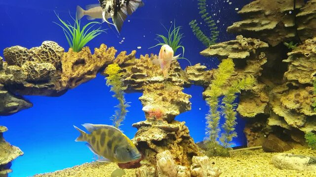 Beautiful freshwater aquarium with green plants and many fish over blue background. Freshwater aquarium with a large flock of fish. Aquarium landscape with white pebble. Aqua space.
