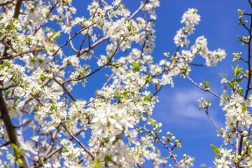 White plum tree flowers on a blue sky background.  Spring blooming branches in garden.