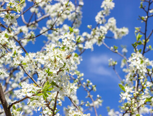 White plum tree flowers on a blue sky background.  Spring blooming branches in garden.