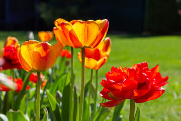 Fototapeta na wymiar Yellow red tulip flower in the garden. Bright blooming in spring.