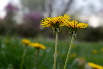 Yellow dandelion flowers on green background, Italy