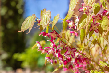 Red flowers, green young foliage  Epimedium close-up. Perennial herbaceous plant.