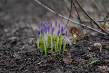 First spring flowers crocus growing up rom fresh ground
