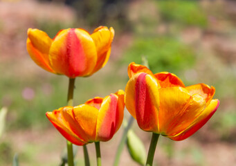 Yellow red  tulip flower in the garden. Bright blooming in spring.