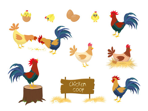 Chicken vector cartoon chick character hen and rooster in love with baby chickens or hen sitting on eggs in hen-coop. Chicken farm coop Vector.
