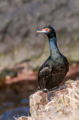 Red-faced Cormorant (Phalacrocorax urile) at St. George Island, Alaska, USA