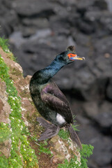 Red-faced Cormorant (Phalacrocorax urile) at St. George Island, Alaska, USA