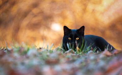 The black cat in summer Meadow with great bokeh