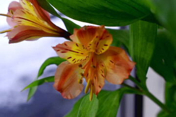 Beautiful peach colour of alstroemeria flowers with green leaves and blurred background.( Lily of the Incas)