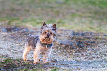 Portrait of a small dog. Yorkshire Terrier standing on the beach. He has a stamp and a name pendant on his neck