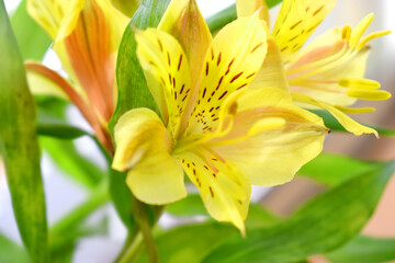 Beautiful yellow alstroemeria flowers or Lily of the Incas with green leaves and blurred background