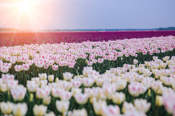 Magical landscape with fantastic beautiful tulips field in Netherlands on spring. Blooming multicolor dutch tulip fields in a dutch landscape Holland. Travel and vacation concept. Selective focus. 