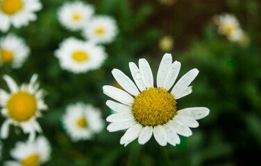 Margarida com gotas de chuva