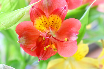 Fototapeta na wymiar Close up of red Alstroemeria flowers ( Lily of the Incas ) with green leave and blurred background