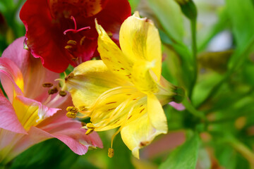 Beautiful yellow alstroemeria flowers or Lily of the Incas with green leaves and blurred background