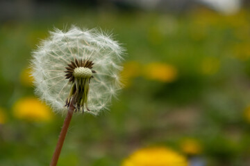 Seeds of dandelion flowers on green background, Italy