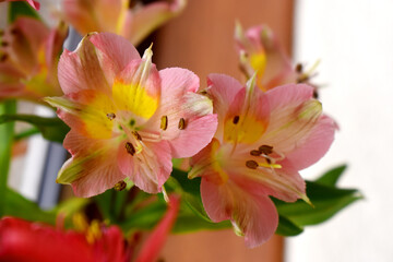 Beautiful pink alstroemeria flowers or Lily of the Incas with blurred background