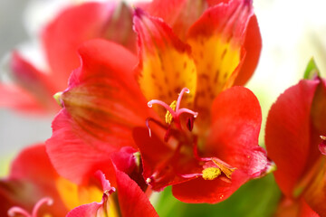 Fototapeta na wymiar Close up of Red Alstroemeria flowers ( Lily of the Incas ) on blurred background