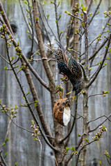 Male starling hanging upside down from tree branches to reach a suet feeder. Blue markings at top of beak identify male bird