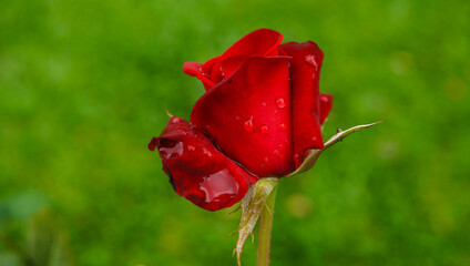 Rosa vermelha com gotas de chuva