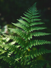 Beautiful fern with bright green foliage growing close-up in the forest. Natural floral background on a sunny day. Nature. One fern leaf 