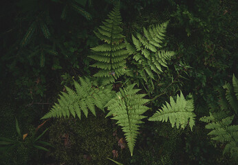 Fern leaves growing in the forest top view