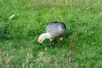 Male of Upland Goose (Chloephaga picta) in Ushuaia area, Land of Fire (Tierra del Fuego), Argentina