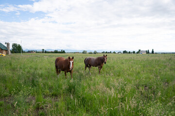 horses in the field