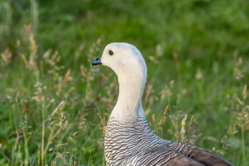 Male of Upland Goose (Chloephaga picta) in Ushuaia area, Land of Fire (Tierra del Fuego), Argentina